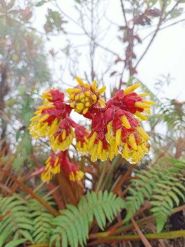 Guzmania garciaensis