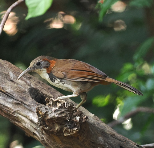 Large Scimitar Babbler (Erythrogenys hypoleucos), photo 7