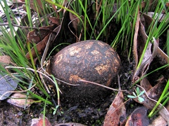 Pisolithus marmoratus