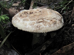 Amanita ochrophylla
