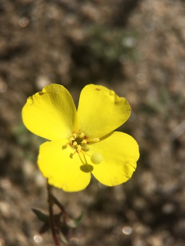 PCT - California Section F