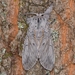 Mariposa del Chopo - Photo (c) Suso Tizón, algunos derechos reservados (CC BY-NC-SA)
