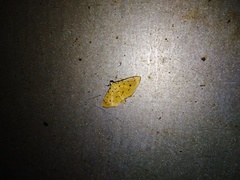 Phaedropsis