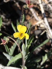 Viola pinetorum grisea
