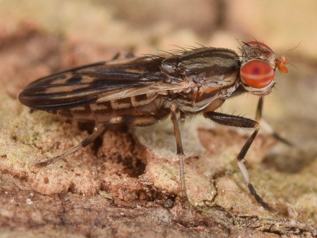 Pherbellia albovaria