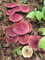 Suillus paluster