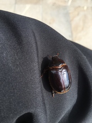Pericoptus