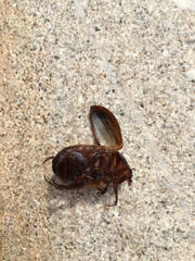 Pericoptus