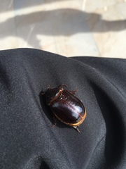 Pericoptus