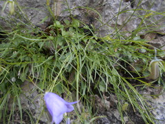 Campanula carnica