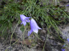 Campanula carnica