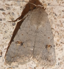 Caradrina kadenii