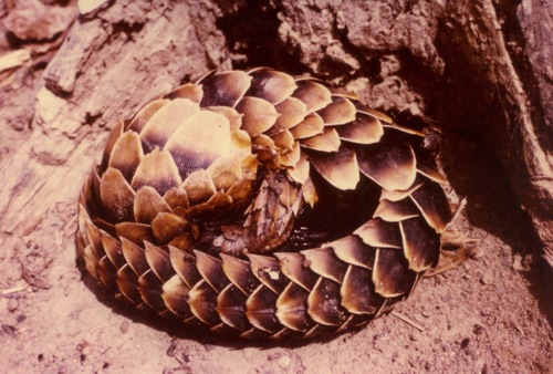 Black-bellied Pangolin