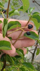 Steinweichsel (Prunus mahaleb): Herkunft und Verwendung — Foto 3