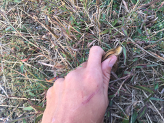 Ophisaurus attenuatus