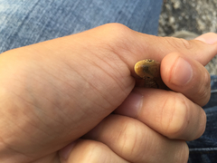 Ophisaurus attenuatus