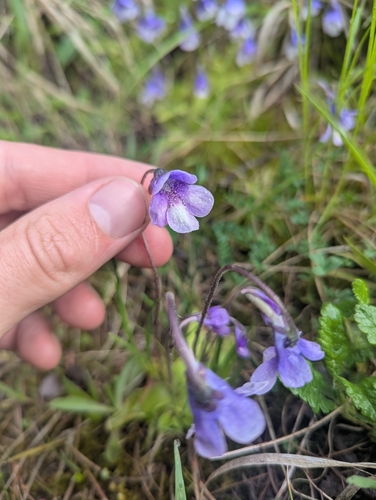 Pinguicula leptoceras