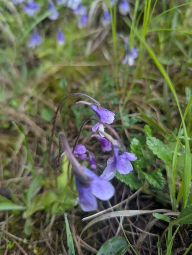 Pinguicula leptoceras