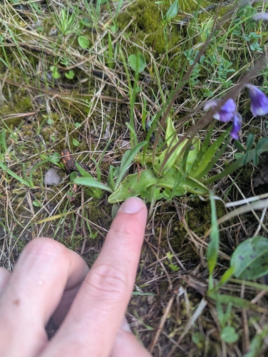 Pinguicula leptoceras