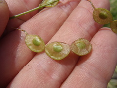 Desmodium psilocarpum