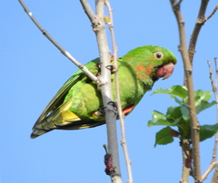 Psittacara leucophthalmus