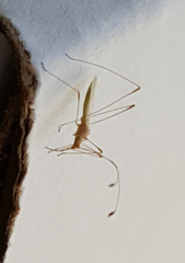 Metacanthus multispinus