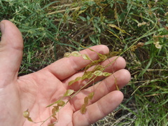 Desmodium psilocarpum