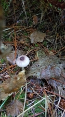 Lepiota flammeotincta