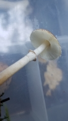 Lepiota flammeotincta