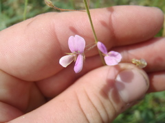 Desmodium psilocarpum