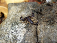 Euscorpius flavicaudis