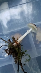 Lepiota flammeotincta