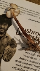 Lepiota flammeotincta