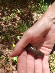 Desmognathus amphileucus