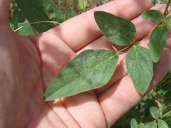 Desmodium psilocarpum