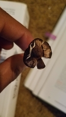 Lepiota flammeotincta