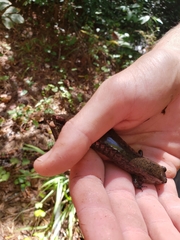 Desmognathus amphileucus