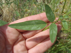 Desmodium psilocarpum