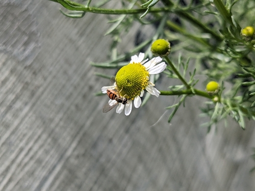 Unknown species found near Montana, US