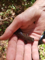 Desmognathus amphileucus