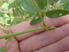 Desmodium psilocarpum