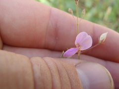 Desmodium psilocarpum