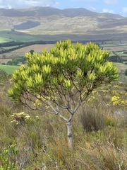 Alatosperma
