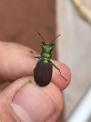 Cicindela splendida