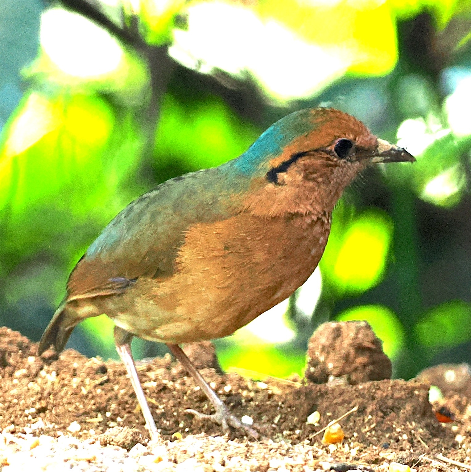 Blue-naped Pitta