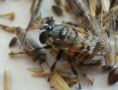 Copestylum tamaulipanum