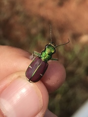 Cicindela splendida