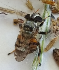 Copestylum tamaulipanum