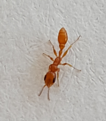 Pseudomyrmex pallidus