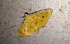 Phaedropsis